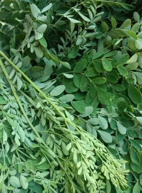 辣木叶新鲜鼓槌树叶印度南非鲜叶辣木菜成叶素菜高钙素辣木籽叶