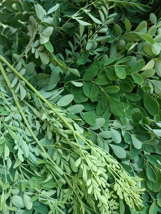 辣木叶新鲜鼓槌树叶印度南非鲜叶辣木菜成叶素菜高钙素辣木籽叶