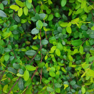 新鲜铁包金小叶乌龙老鼠勾儿茶根老鼠奶耳鸭公青乌龙根乌口仔现采