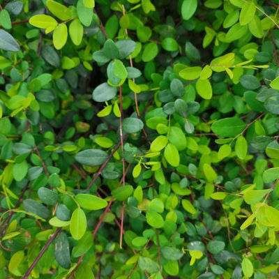 新鲜铁包金小叶乌龙老鼠勾儿茶根老鼠奶耳鸭公青乌龙根乌口仔现采