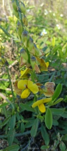 新鲜现采猪屎豆响铃草假地蓝马响铃野花生黄花野百合肾气草毛豌豆