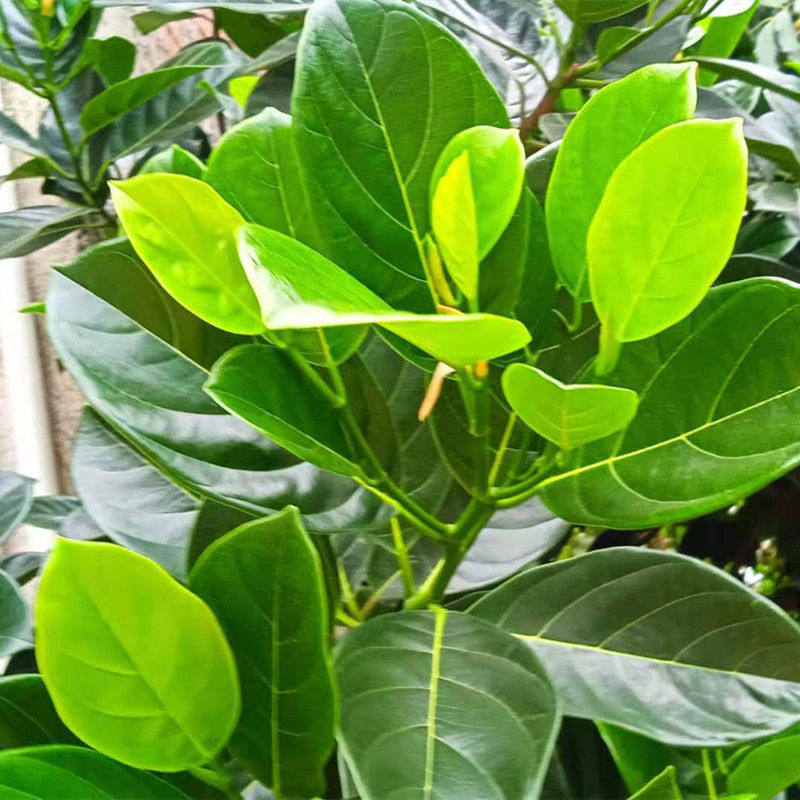 广东波罗蜜树菠萝叶片现摘新鲜叶子过节喜庆包糍粑用包艾饼垫叶