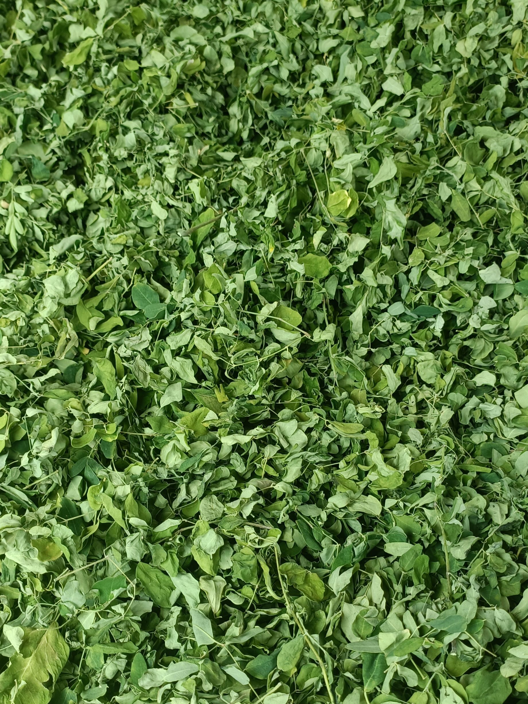 靓绿辣木叶正品印度南非引种特级辣木籽叶茶新鲜自然日晒干养生茶