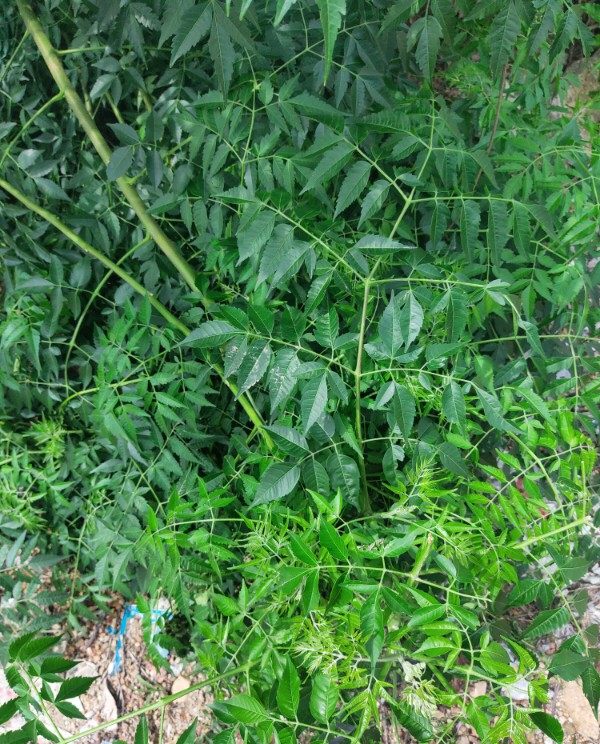 现采野生新鲜苦楝树叶川楝苦练树皮外洗澡杀虫止痒疮癣疥癞用熬水