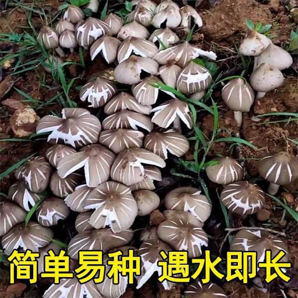 高产野生云南鸡枞菌新鲜菌种室内阳台四季种植家种人工食用菌包