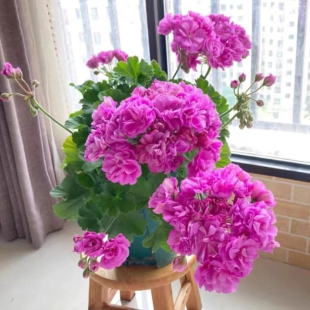天竺葵盆栽稀有直立大花重瓣花苞花种子室内阳台花卉观花四季开花