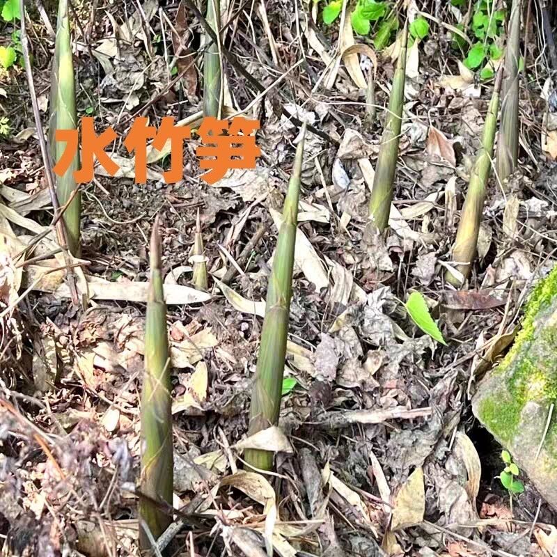 四季食用水竹根美味竹笋竹根根甜竹根野生竹笋竹子根水竹种苗八月
