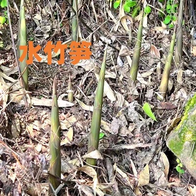 四季食用水竹根美味竹笋竹根根甜竹根野生竹笋竹子根水竹种苗八月