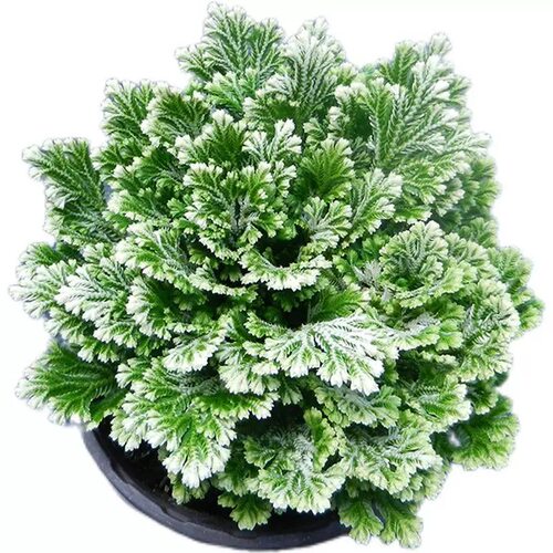九死还魂草不死草中药材还阳草卷柏密罗木盆栽凤凰草遇水就活