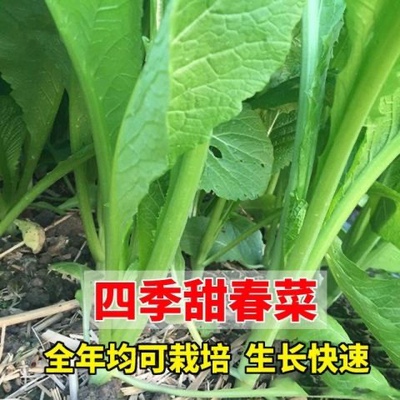 四季甜春菜种子四季播小白菜青菜种籽香芥菜耐寒热阳台盆栽蔬菜孑