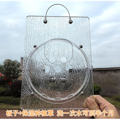 鹿角蕨种植罩相框定植板