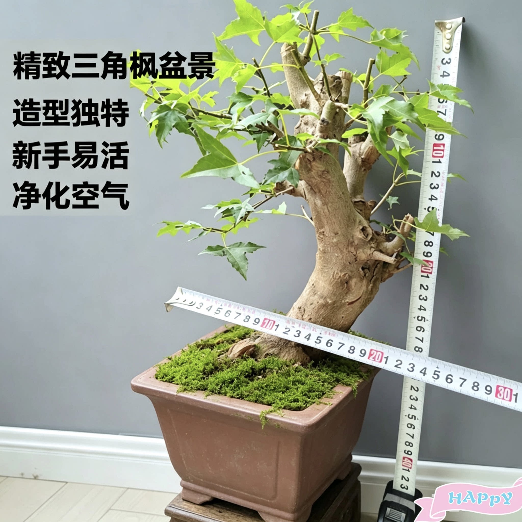 精品小叶红芽三角枫老桩盆景唐枫矮霸树桩办公室绿植盆栽一物一拍