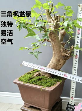 精品小叶红芽三角枫老桩盆景唐枫矮霸树桩办公室绿植盆栽一物一拍
