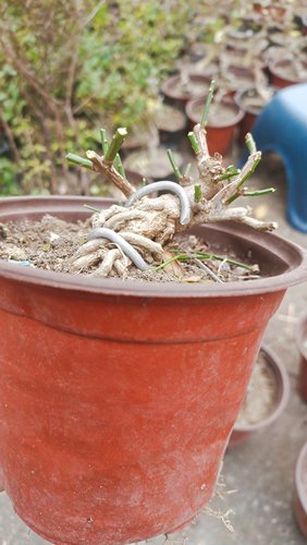迎春花老桩提根盆景小品掌上精品耐寒桌面绿植阳三台重瓣迎春熟桩