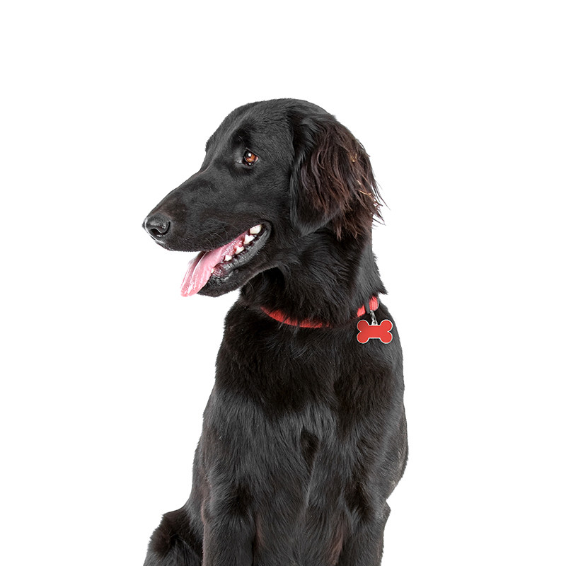 Myfamily宠物牌定制防丢项圈挂牌饰品猫狗通用脖圈吊牌繁星RE01红,宠物/宠物食品及用品,挂饰/挂牌,淘宝优惠券,粉丝福利购,淘宝优惠卷