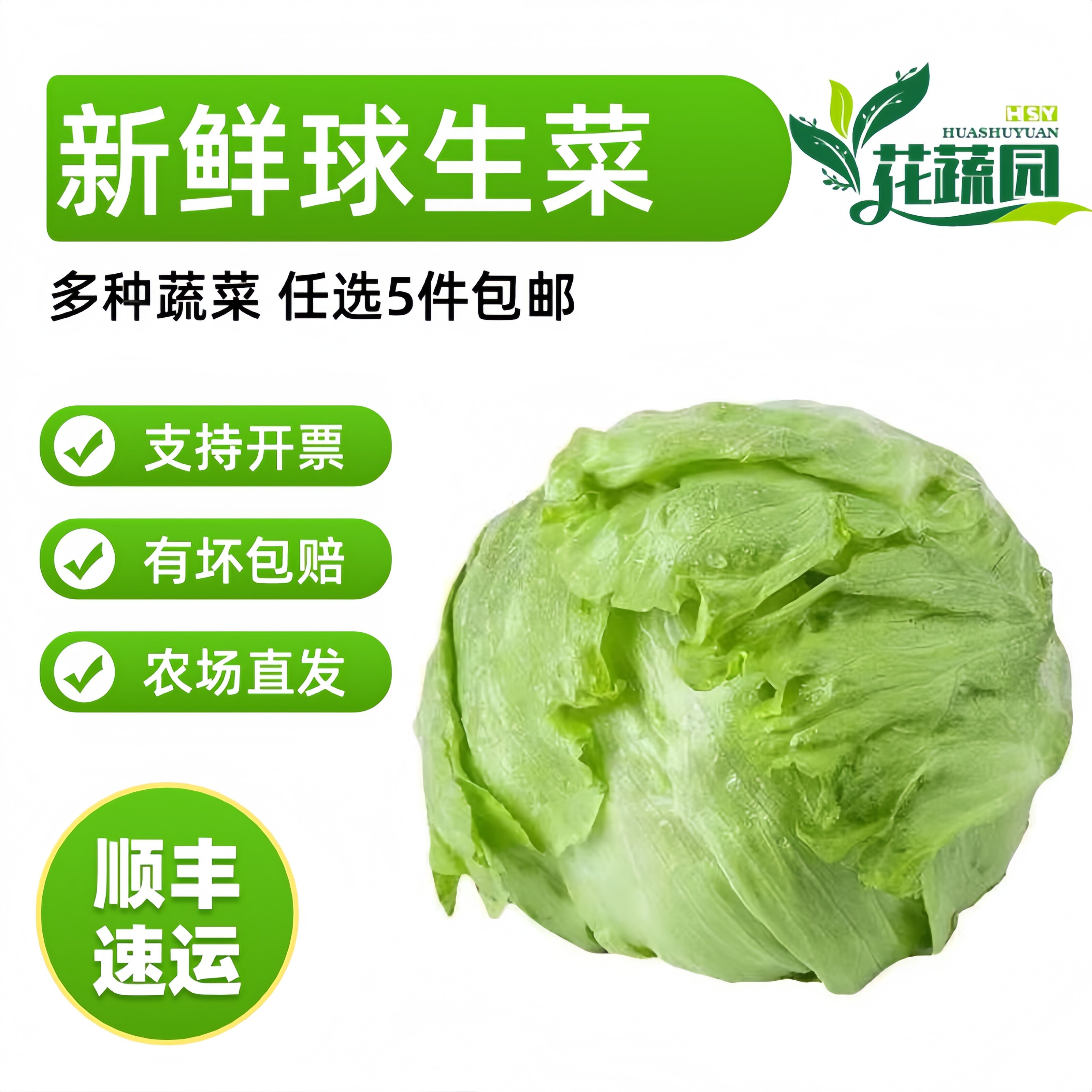 新鲜圆生菜西生菜圆生菜球包菜汉叶菜类
