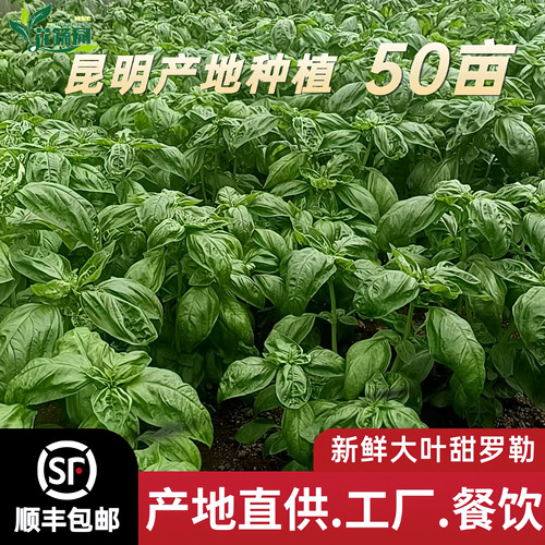 罗勒意面西餐香料调味