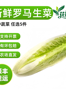云南新鲜包罗生菜包心罗纹包心罗马蔬菜沙拉生菜500g绿色西餐沙拉