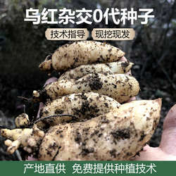 优质乌红杂交天麻种子天麻种苗