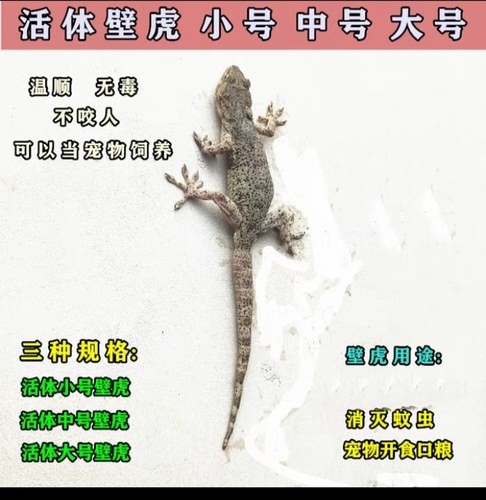 户外普通宠物壁虎小宠物蛇开食吃蚊子蟑螂小壁虎灵活守宫养活爬宠