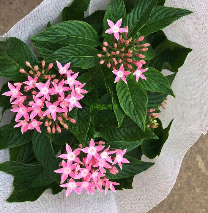 多年生繁星花幸运星五星花盆栽阳台窗台庭院观花植物春夏秋开花