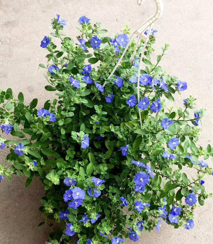 盆栽耐热庭院室外植物蓝星花