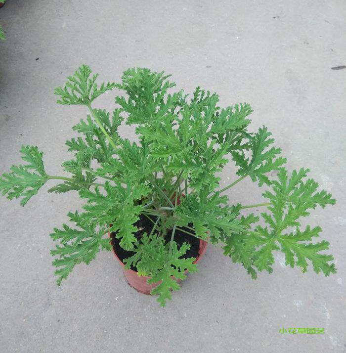 室内绿植盆栽神奇驱蚊香草驱蚊草蚊净香草夏天不再怕蚊子咬