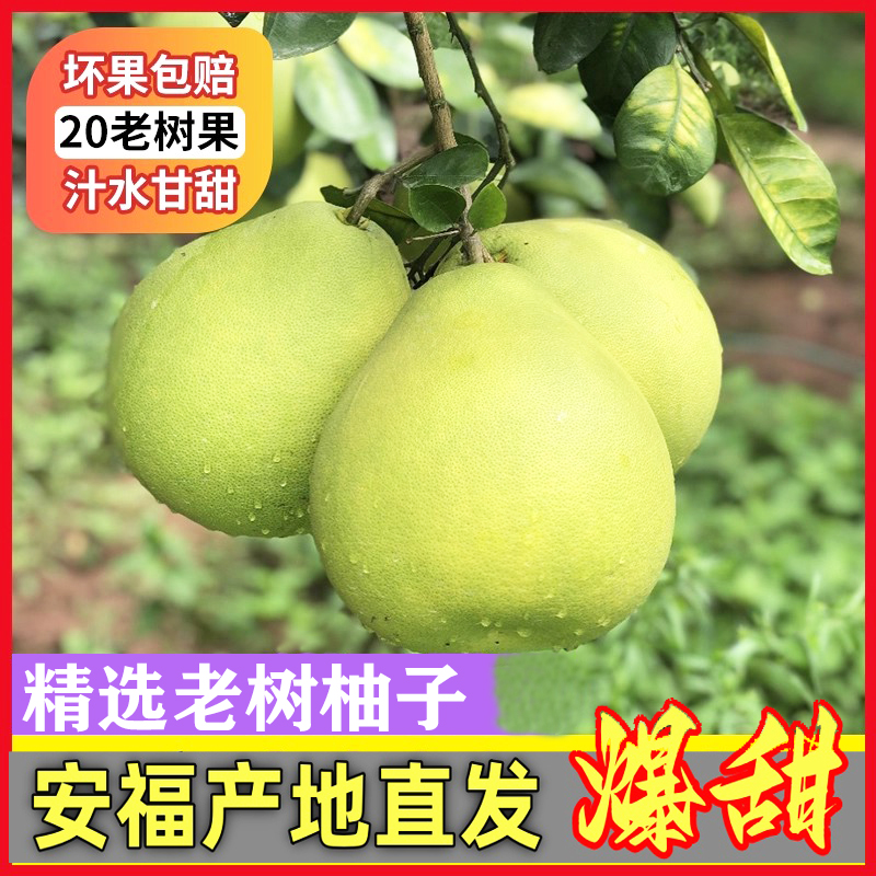 安福金兰柚产地直发脆爽甘甜