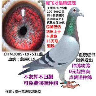 詹森信鸽活体成绩鸽比利时种鸽詹森种鸽幼鸽血统鸽种鸽赛鸽