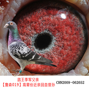 詹森信鸽活体成绩鸽比利时种鸽詹森种鸽幼鸽血统鸽信鸽种鸽赛鸽
