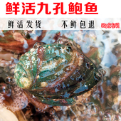 包邮 单只1两50g左右大海鲜水产新鲜鲜活 食用 连云港特产 九孔鲍鱼