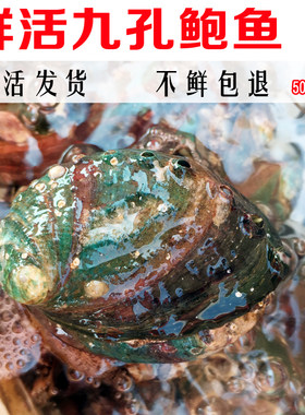 鲍鱼连云港特产海鲜水产新鲜鲜活