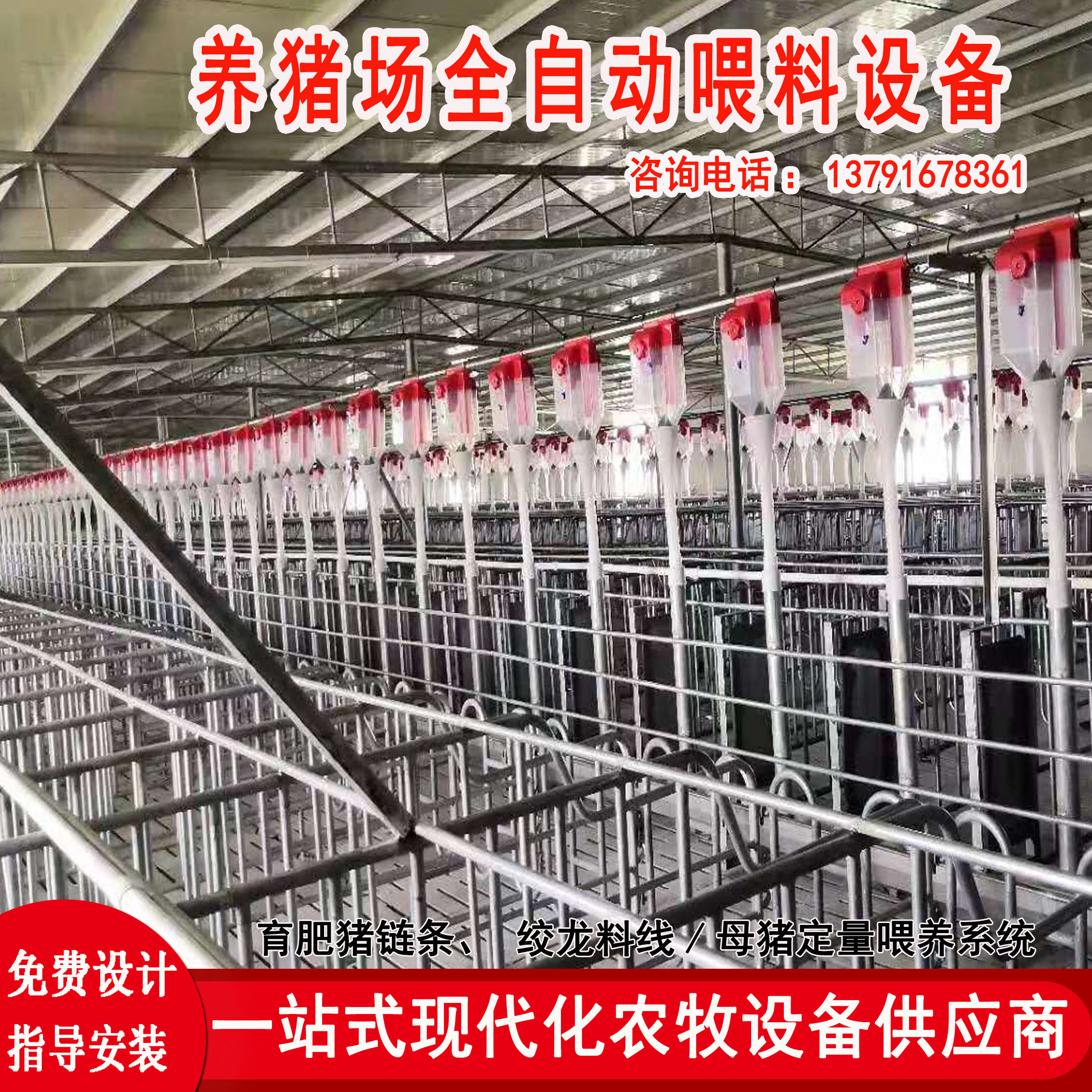 养猪场料线保育猪场自动化喂料设备育肥猪料线喂猪设备自动送料器