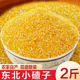 东北小碴子细玉米渣碎玉米粒棒子糁苞米茬杂粮2斤装 新米家用现磨