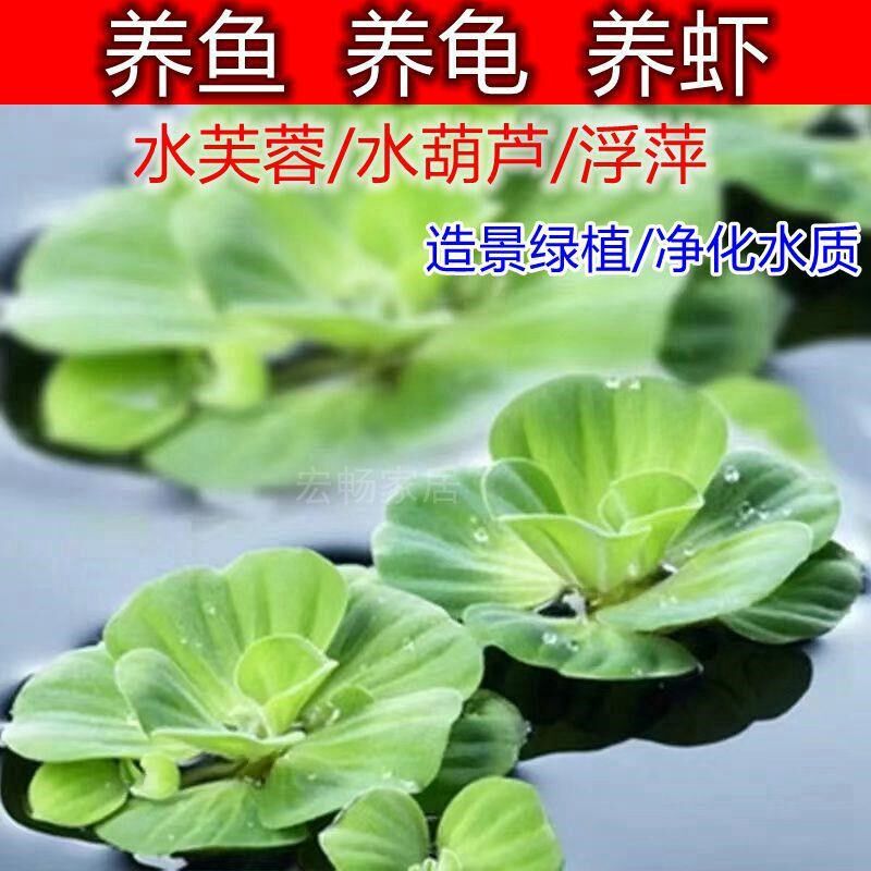 水面植物的价格 水面植物的优惠券 水面植物十大排行榜 水面植物淘宝哪家好 绝对值