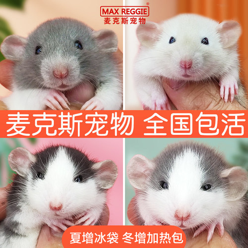麦克斯花枝鼠活物宝宝学生宿舍