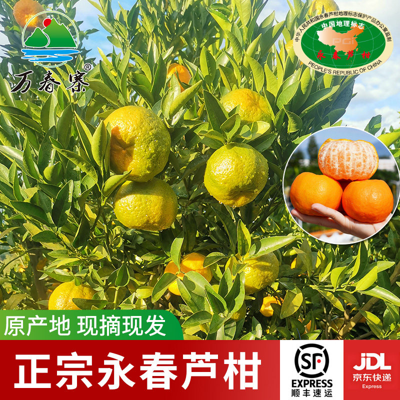 万春寨正宗福建永春芦柑皮薄多汁现摘水果10斤装果园直发橘子柑桔