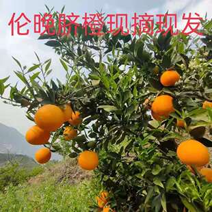 （中通快递）夏橙奉节伦晚脐橙新鲜孕妇水果橙子春橙
