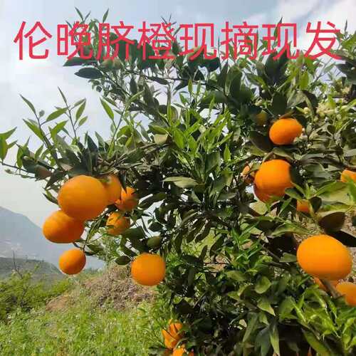 最后500斤（中通快递）夏橙奉节伦晚脐橙新鲜孕妇水果橙子春橙