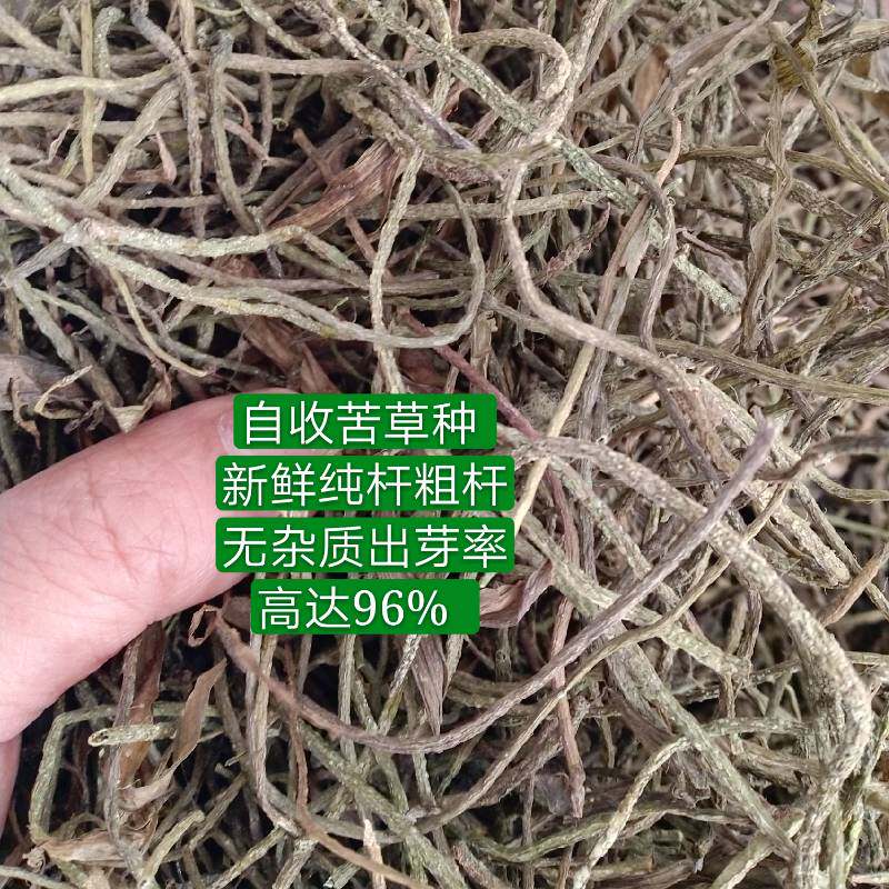 苦草种水韭菜扁担草鸭舌虾蟹塘水产养殖园林用纯秆无杂质出芽率高