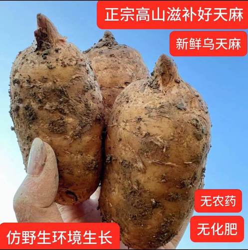 正宗云南昭通小草坝三年生长天麻新鲜产地带泥现挖现发