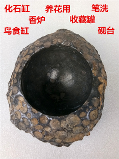 珊瑚虫化石花盆石头缸禅意天然香炉砚台奇石摆件盆景新品现货