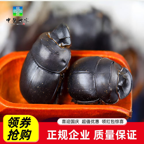 蜣螂虫整只大将军黑兜虫屎壳郎