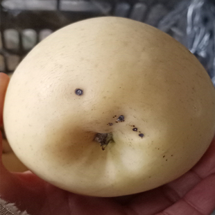 富士苹果新鲜二级大苹果奶油富士烂苹果瑕疵果坏果鲜果非红富士