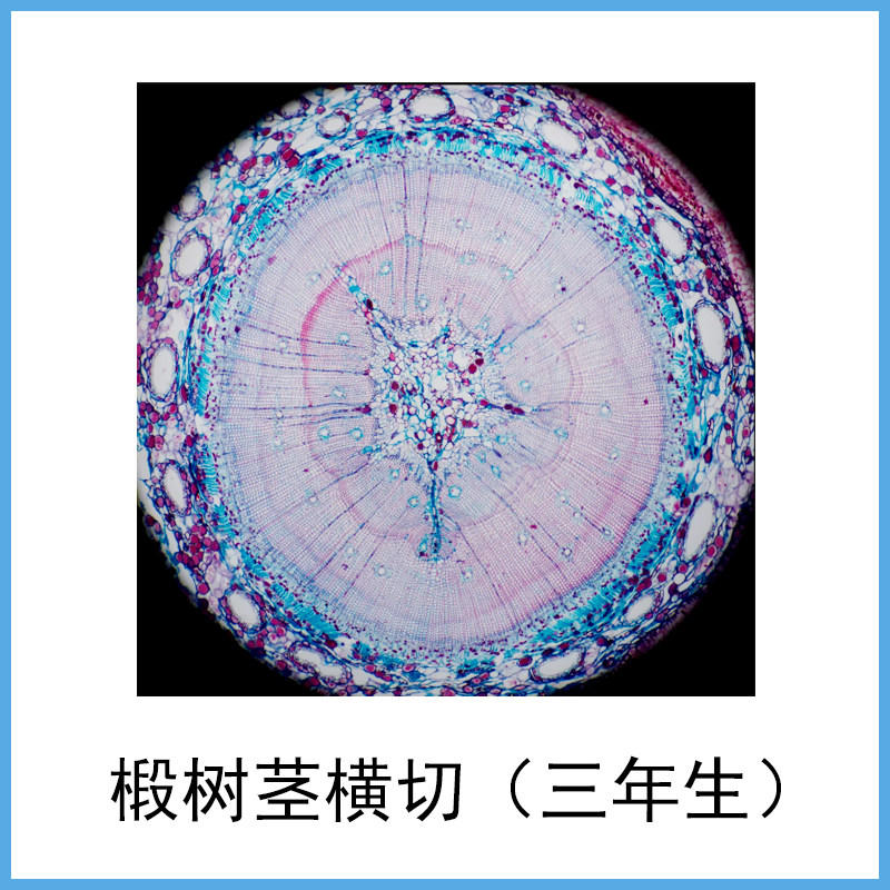 椴树茎横切标本初中生物课实验用品显微镜配件