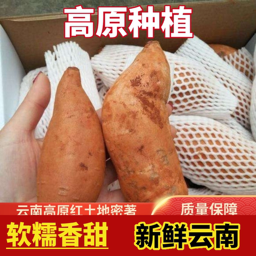 云南本地红薯高山蜜薯黄皮黄心软糯香甜当季新鲜建水黄金蜜薯大果