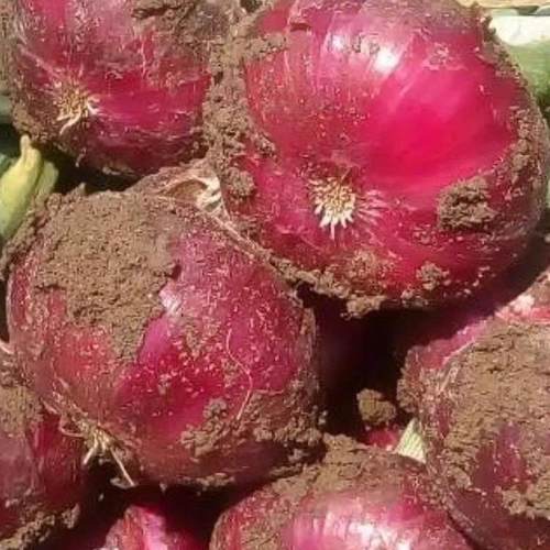 【2025新葱】云南建水洋葱紫皮洋葱薄皮脆甜多汁微辣生吃新鲜蔬菜