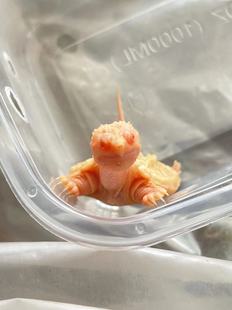 白化佛鳄龟黄化佛鳄魔眼佛鳄中美拟鳄龟观赏龟宠物龟鱼缸深水观赏