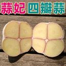 蒜妃二三四五六瓣蒜老品种笨蒜苍山县兰陵大蒜农家自种46瓣品种蒜