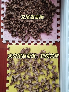 中药材雄蚕蛾干纯公蛾未交尾男性保健制药丸中药材打好粉100克